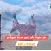 كونفدرالية تنظيمات المجتمع الديمقراطي في اقليم شمال وشرق سوريا تدلي ببيان بمناسبة الذكرى السنوية العاشرة لتحرير كوباني